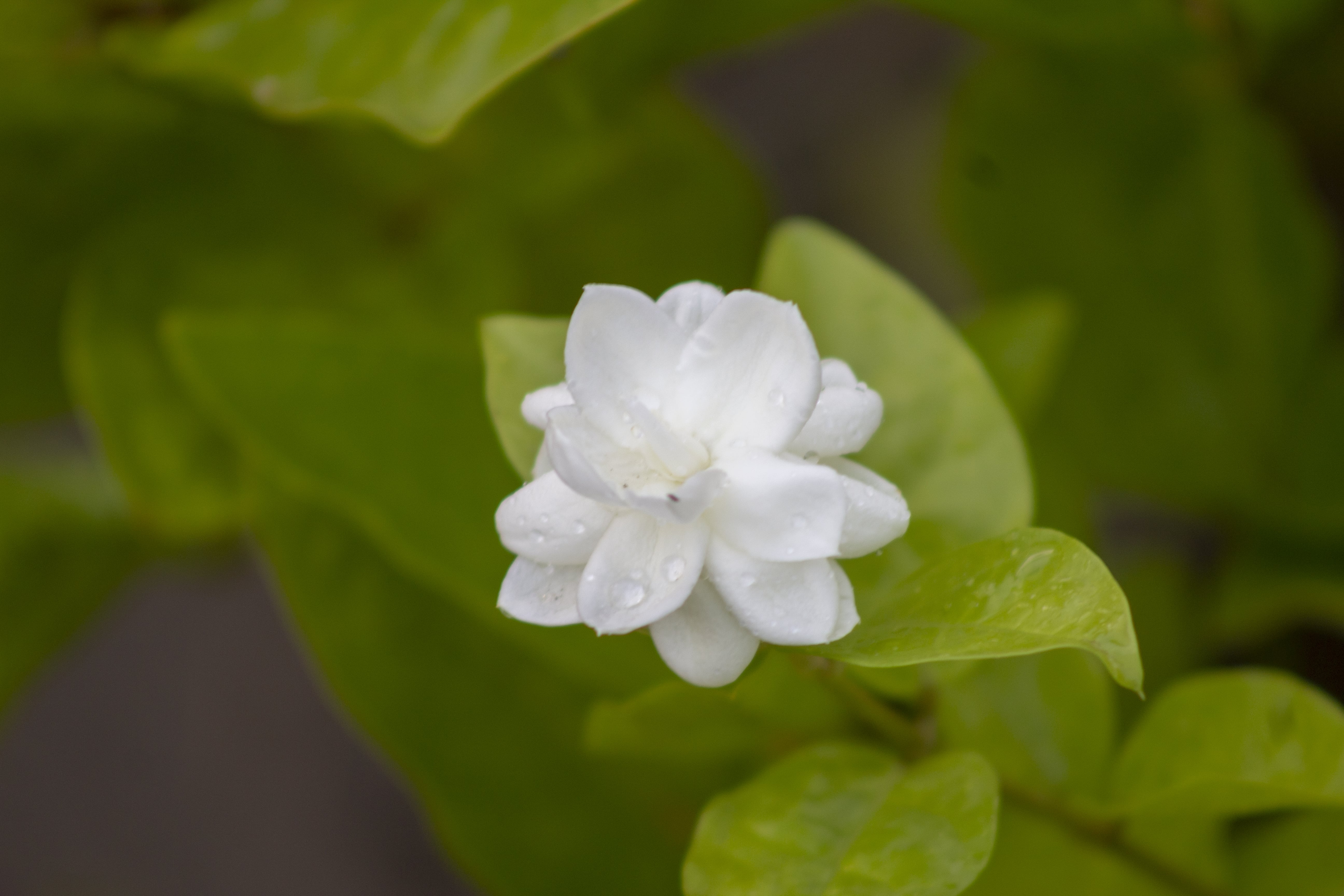 jasmine - best summer plants